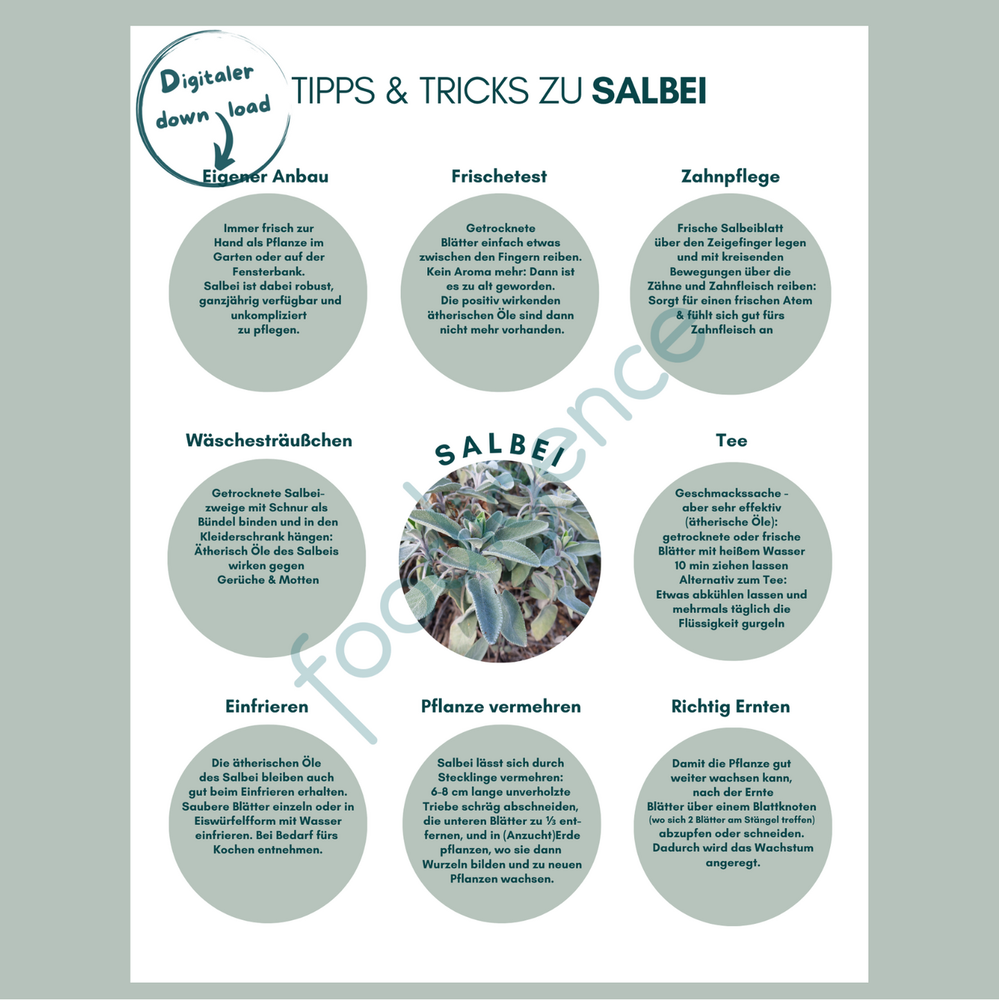 Tipps-und-Tricks-Salbei-DE-foodigence-1