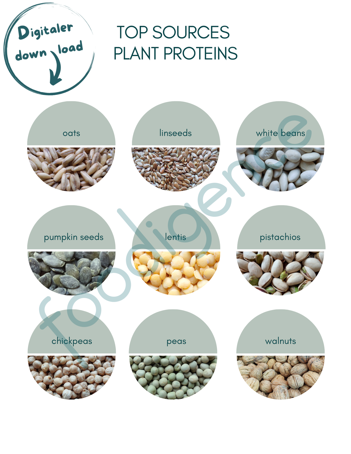 Top-Sources-Plant-Proteins-ENG-foodigence-1