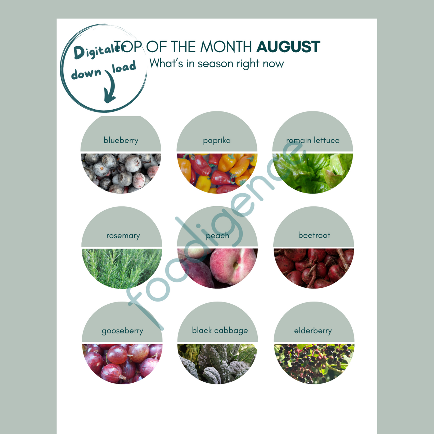 saisonkalender-august-eng-foodigence-1