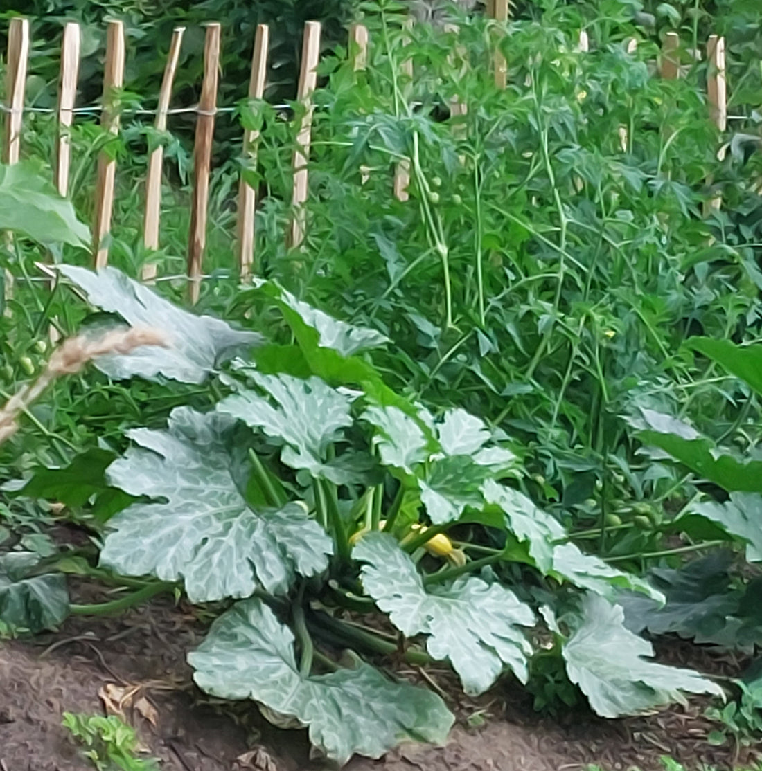 Nachhaltig Gärtnern - Pflanzen anbauen