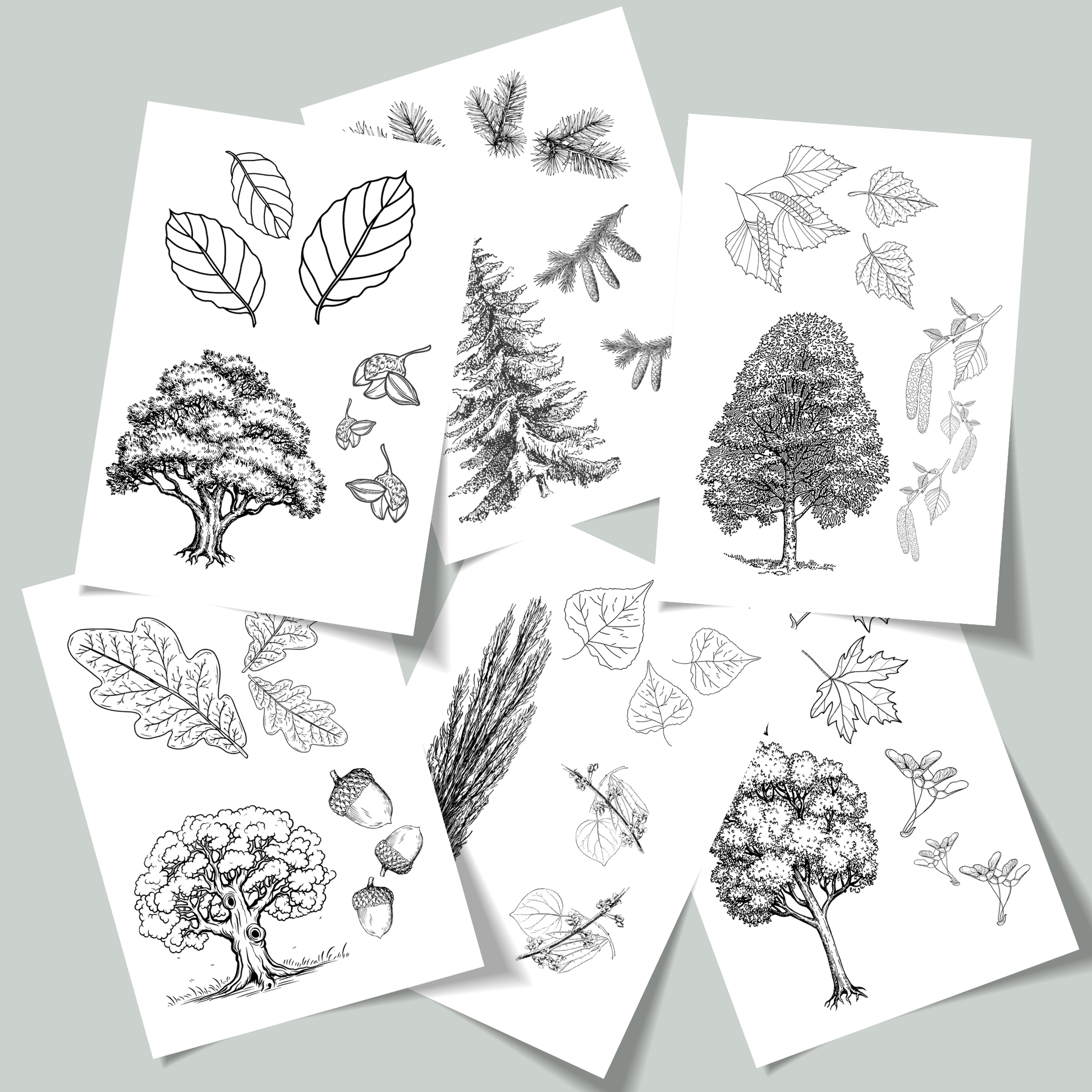 Set von foodigence über heimische  Bäumezum Entdecken und Ausmalen