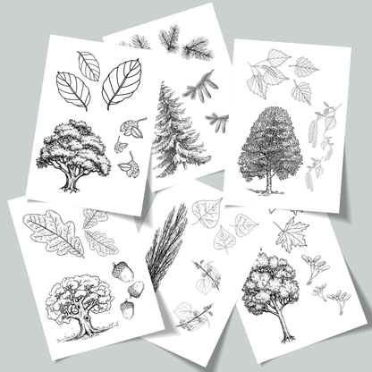 Set von foodigence über heimische  Bäumezum Entdecken und Ausmalen