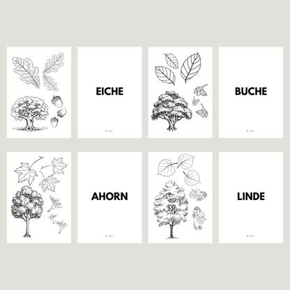 Übersicht zum Set von foodigence, welche Bäume enthalten sind 