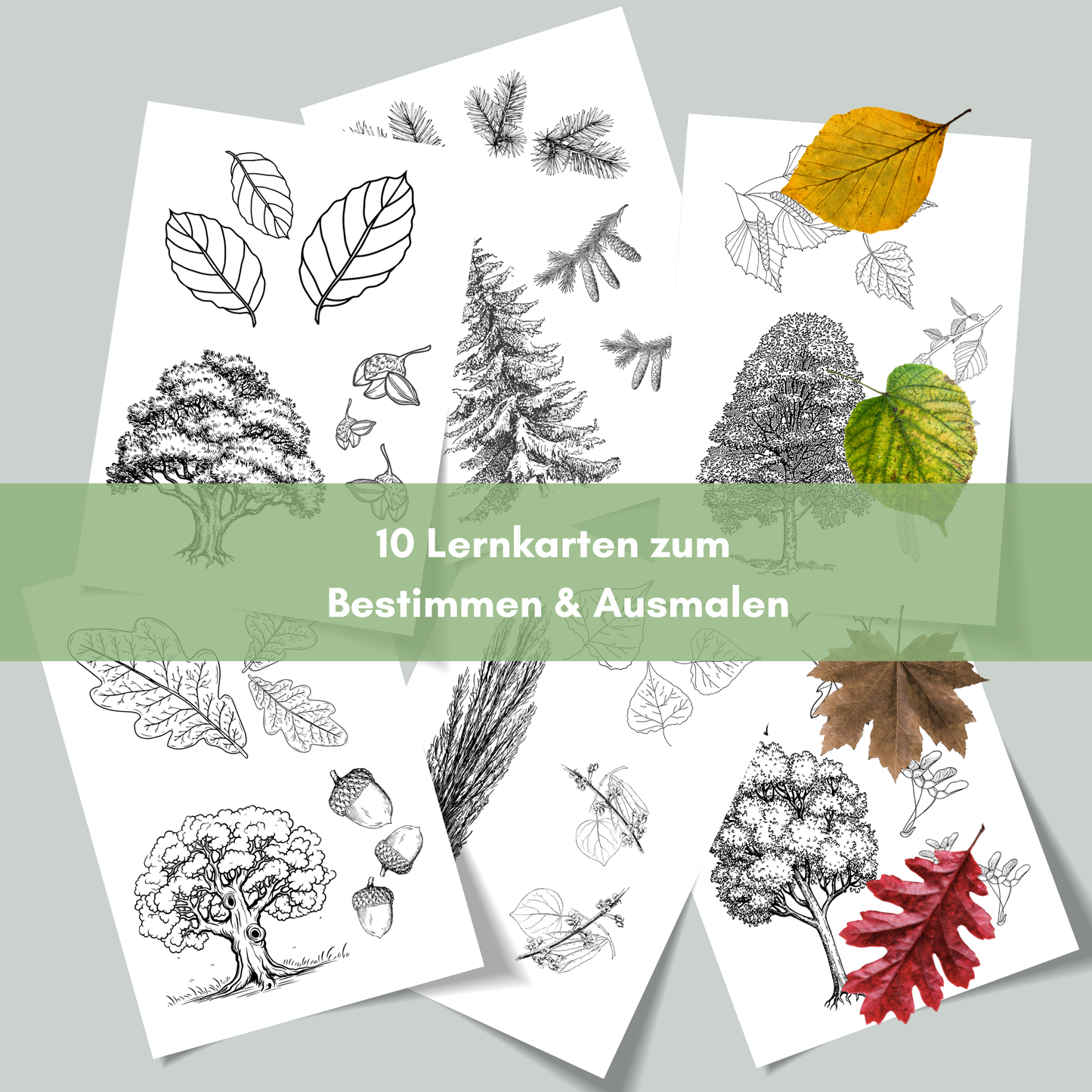 Übersicht zum Lernkarten-Set Heimische Bäume