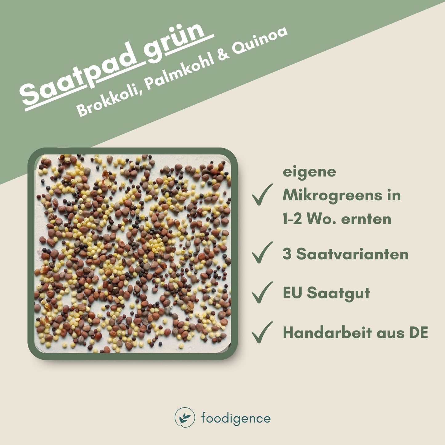 Saatpad mit grünen Mikrogreens von foodigence