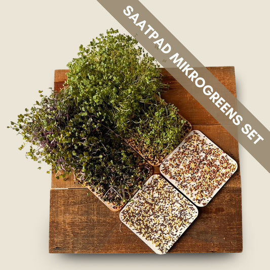 Saatpad als Set mit 2 Varianten grünen und violetten Mikrogreens von foodigence