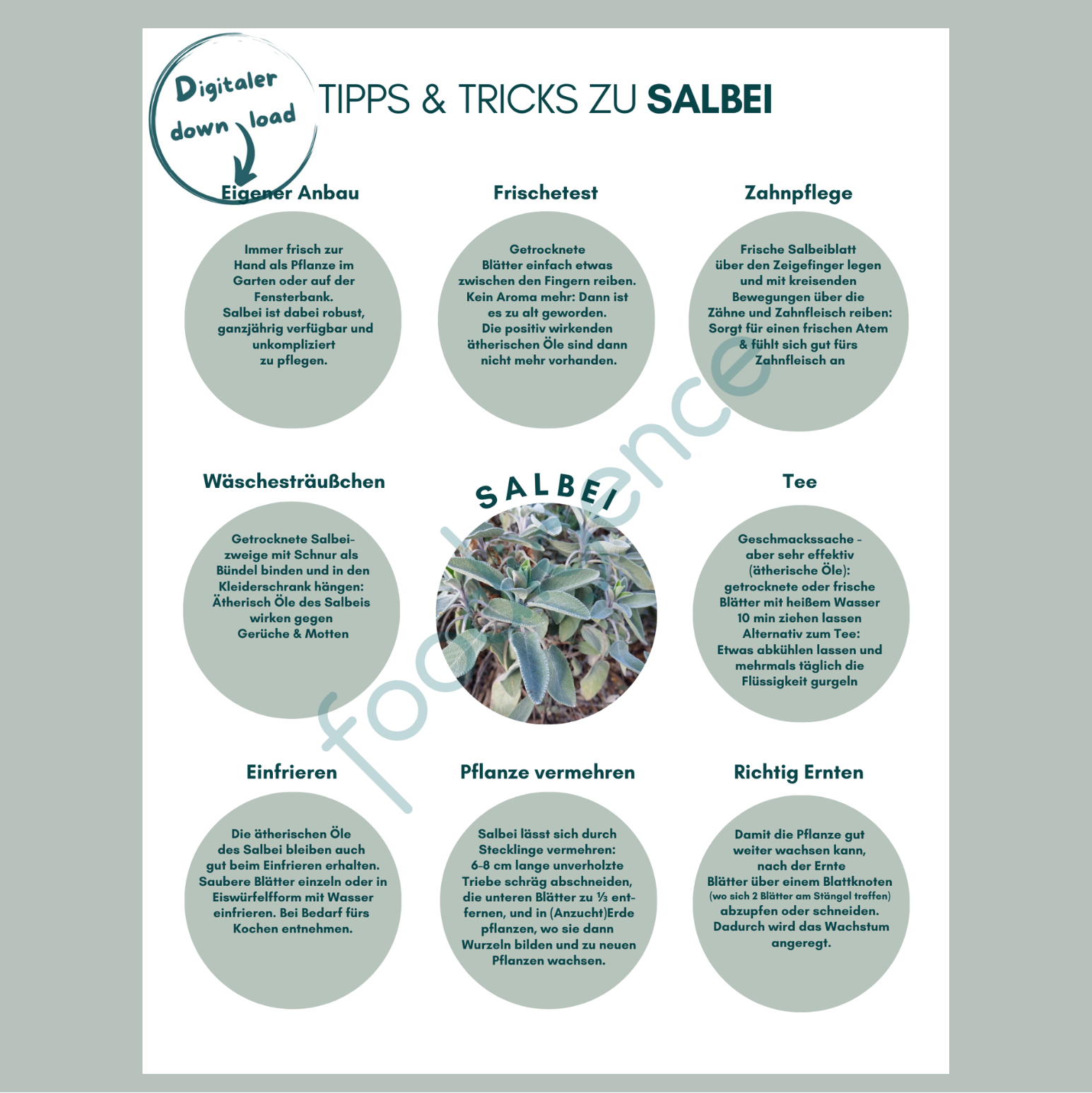 Tipps-und-Tricks-Salbei-DE-foodigence-1