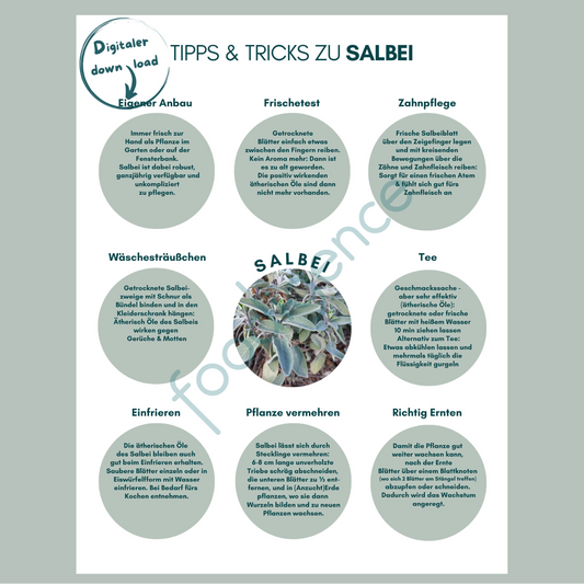 Tipps-und-Tricks-Salbei-DE-foodigence-1