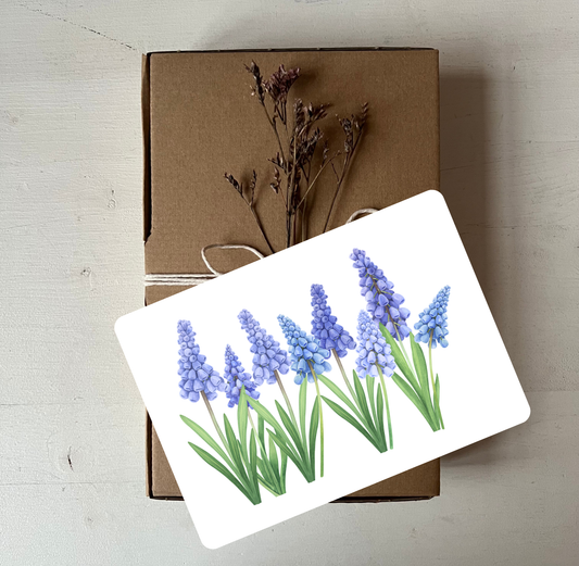 Traubenhyazinthe-Postkarte auf einem Geschenk