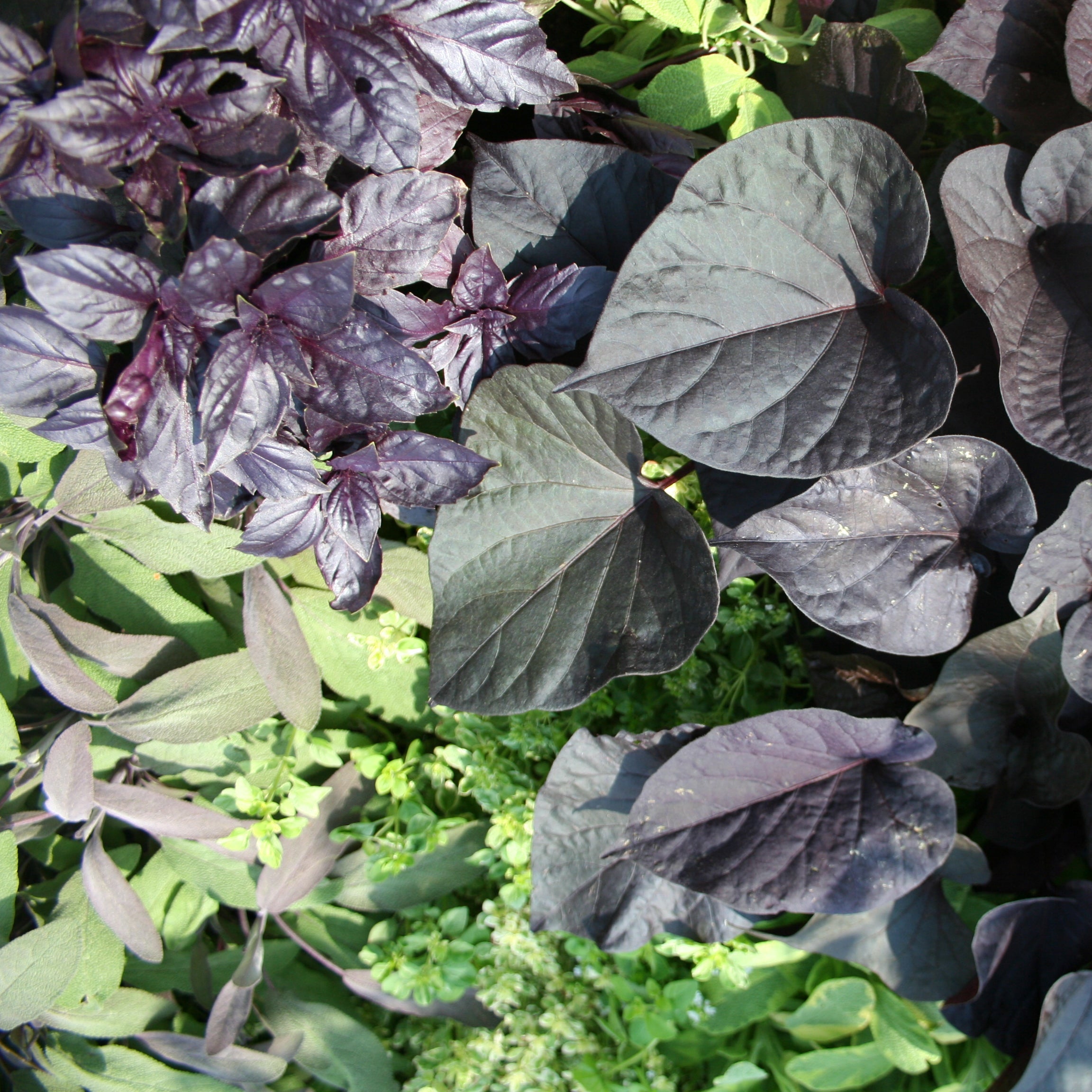 heimische-superfoods-foodigence
