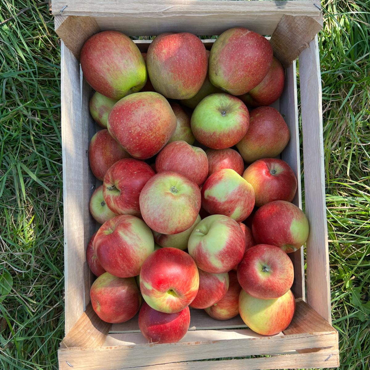 regional-apfel-foodigence