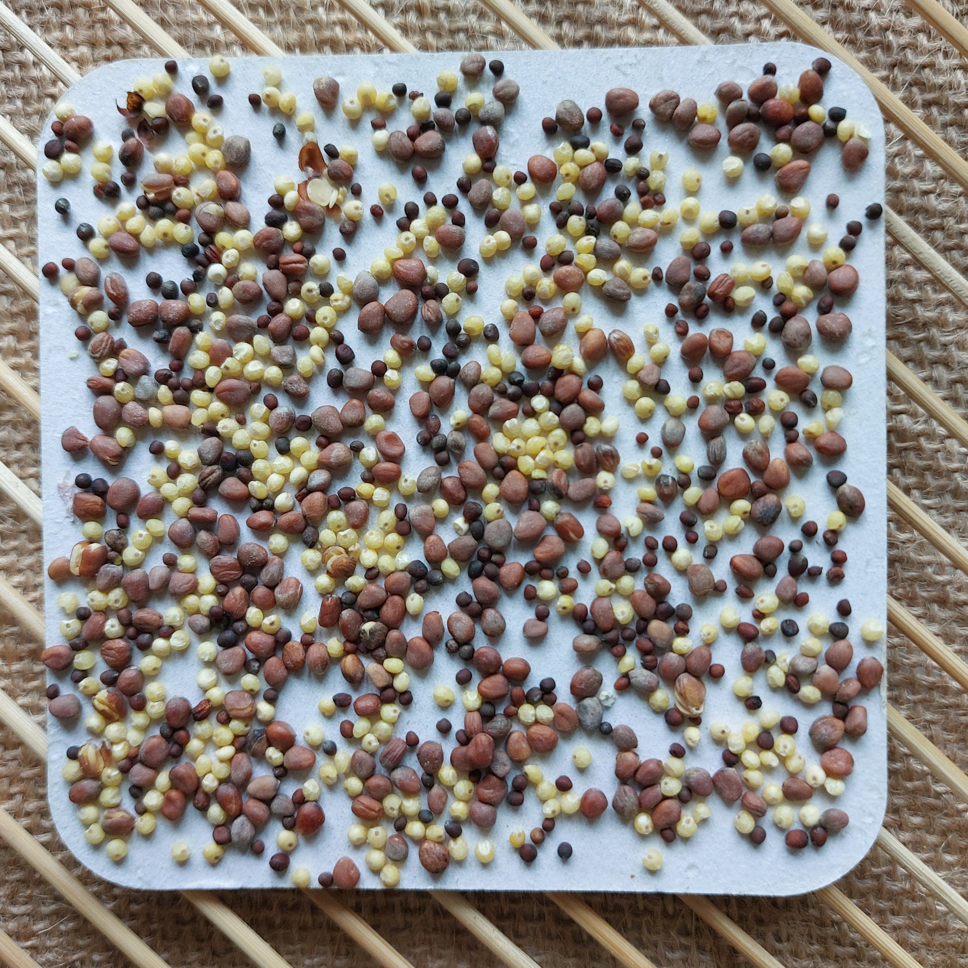 Microgreens Saatpad violett mit Radieschen Kohlrabi Quinoa - foodigence