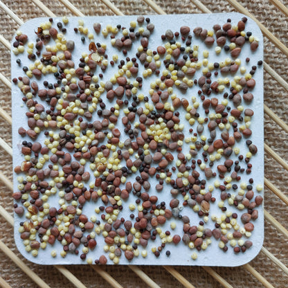 Microgreens Saatpad violett mit Radieschen Kohlrabi Quinoa - foodigence