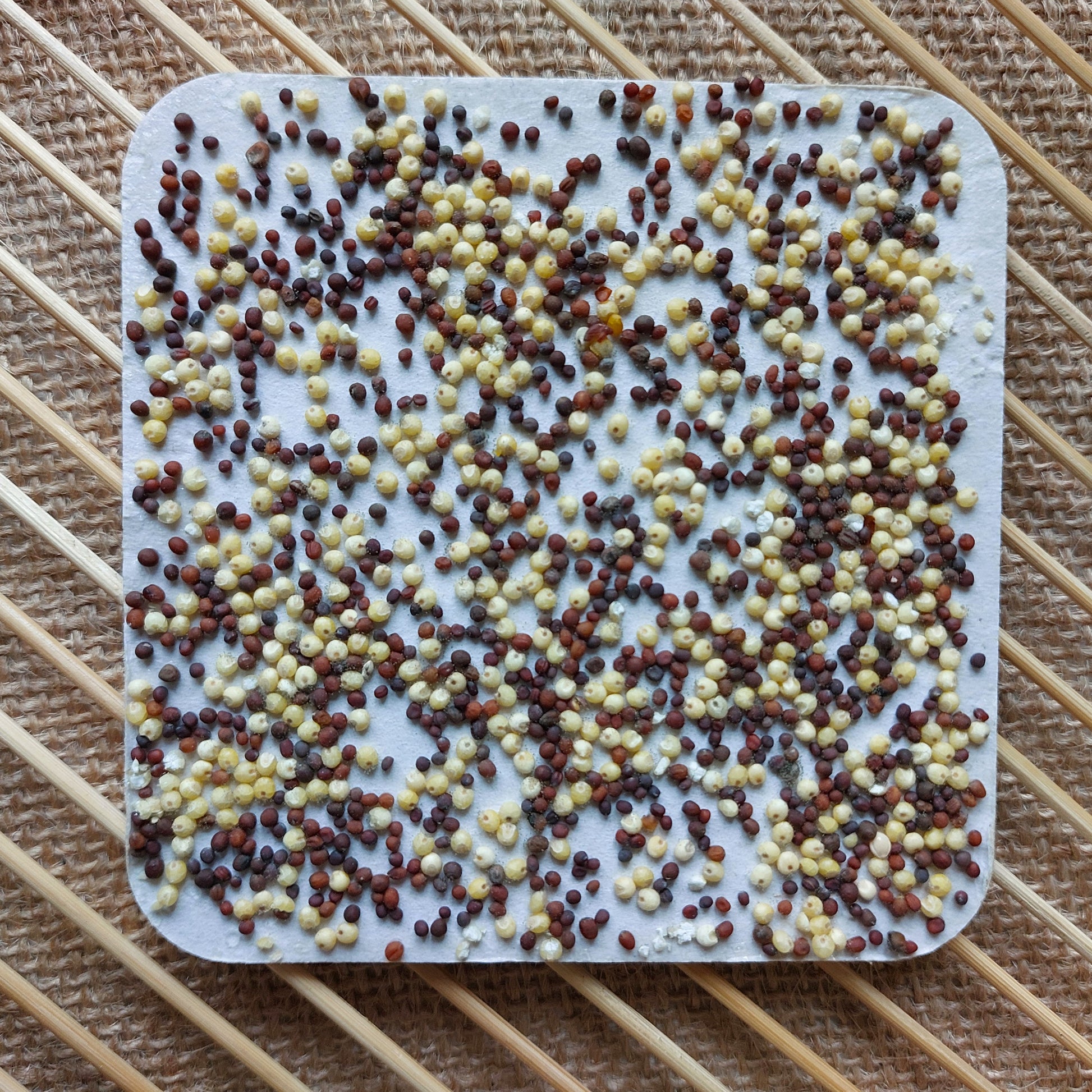 Microgreens Saatpad Brokkoli Palmkohl Quinoa Mix